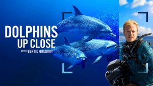 В мире дельфинов с Берти Грегори (2025) / Dolphins Up Close with Bertie Gregory