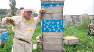 Безматочному отводку 40 дней. Что с расплодом? Мегабашня.
