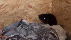 Спасли кошку и новорожденных котят