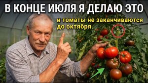 НЕ КОРМИТЕ помидоры в конце ИЮЛЯ! Вот что нужно сделать вместо этого