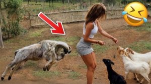 Я ржал до слез 😂 10 Минут смеха 2026 Смешные видео Лучшие Лютые ПРИКОЛЫ Июля! Подборка