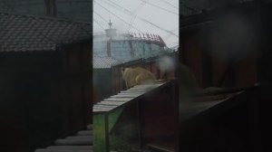 NGQA7236_23.07.2026-видео от Светланы