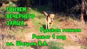 ГОНЯЕМ ВЕЧЕРНЕГО ЗАЙЦА .  Русская гончая Раскат 1 год   вл. Шатров В.А.#охота #топ #hunting