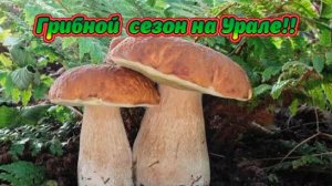 Грибной сезон открыт.