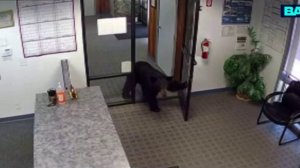 В Калифорнии медведь решил лично проверить работу чиновников.

Косолапый заглянул в офис управления