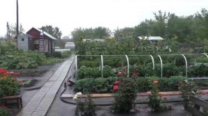 Каждый день дожди, 24 июля.