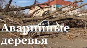 В Луганске спилили более 900 аварийных деревьев