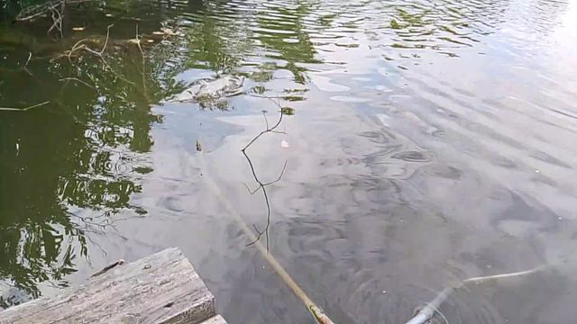 Ловля Осётра на 2-м Вип водоёме РК" Фишка Петряиха" смотреть онлайн