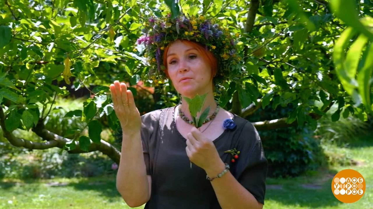 Все мы немножко флористы... Доброе утро. Фрагмент выпуска от 24.07.2026 смотреть онлайн