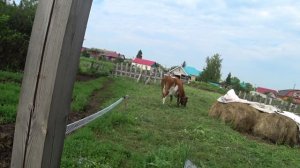Нежданчик от Веснушки