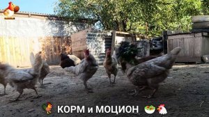 Кормление кур овощами и фруктами для зарядки и от скуки 🥗🐓🤗  (120)