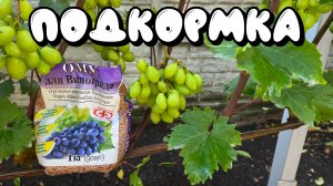 КОРНЕВАЯ ПОДКОРМКА винограда. Заделка в почву.