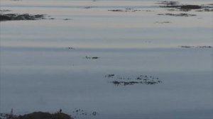 Летний вечер на Белом море. Отлив.