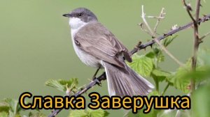 Перние Славки Заверушки