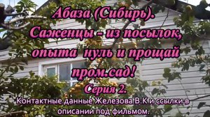 Абаза (Сибирь). Саженцы - из посылок, опыта  нуль и прощай пром.сад! Серия 2.