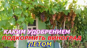 Каким удобрением подкормить виноград летом под корень. Расчет удобрений  по 5 Фазе конец июля..