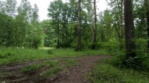 гуляю по красивому лесу серия 30