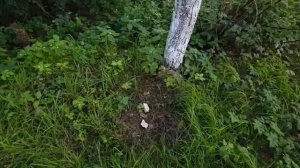 Я ТАК СКУЧАЮ...ИНГА ХОСРОЕВА.
