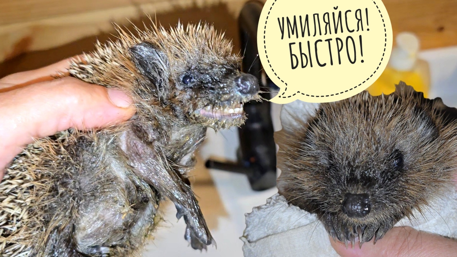 Четвёртый и пятый еженёнки за один день: один норм, другой в слюни! Его замочили в ванной смотреть онлайн