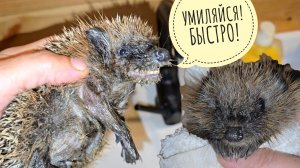 Четвёртый и пятый еженёнки за один день: один норм, другой в слюни! Его замочили в ванной