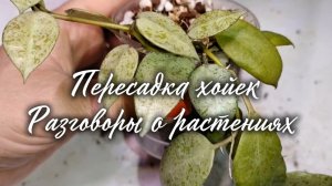 Пересадка  хойек. Разговоры о растениях.