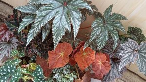 Бегонии🌿❤️Любуемся✨️Черенкуем✨️Болталка- рассуждалка