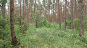 ШОК! Нашли грибы, проверили домик и НАТКНУЛИСЬ НА ЗМЕЮ «ГАДЮКА»