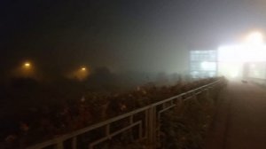 Вечером гуляли с Лаки Волком в туман