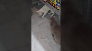 Отвезла кошку на рентген