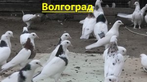 Голуби Магеррамова Халида в Волгограде! 2026г