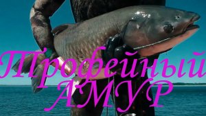 Трофейный амур #Подводная охота