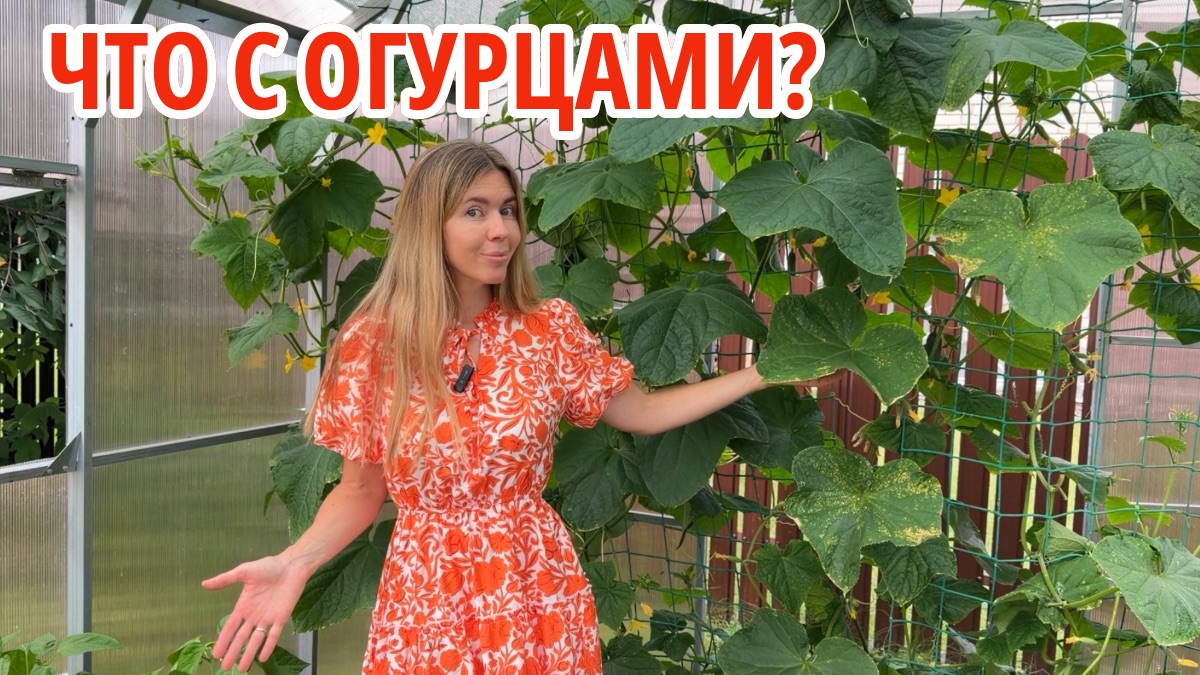 Желтеют и сохнут листья огурцов. Чем спасать?
