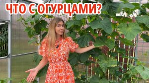 Желтеют и сохнут листья огурцов. Чем спасать?