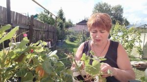 Обрезала пеларгонию, сделаю подкормку.