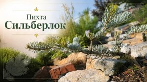 Пихта корейская Сильберлок