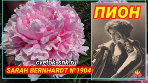ПИОН «SARAH BERNHARDT»/Сад Ворошиловой
