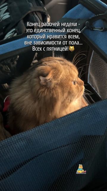 С пятницей, друзья!😸 #котики #юмор #животные