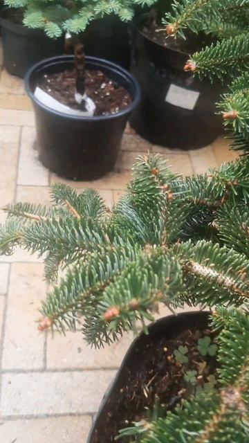 ❤🌲Пихта Кифалинийская Мейерс Драфт
✔Продажа растений в макс и телеграм канале: https://max.ru/join/ смотреть онлайн