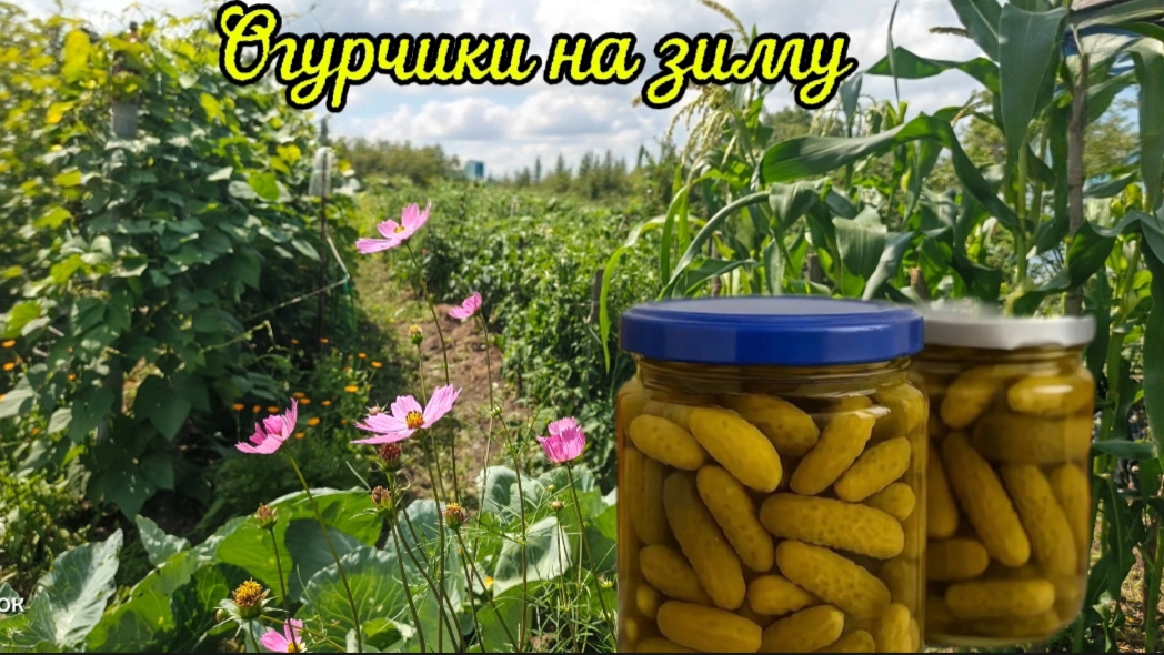 Огурчики на зиму смотреть онлайн