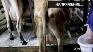Побируха про односельчан/ деревенский дневник очень многодетной самки