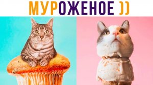 МУРОЖЕНОЕ)) Приколы с котами