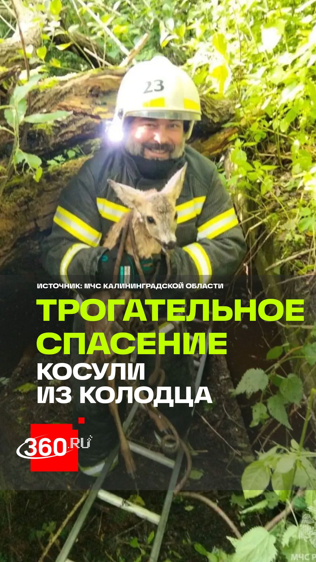 Калининградские пожарные спасли испуганную косулю из подземной ловушки смотреть онлайн