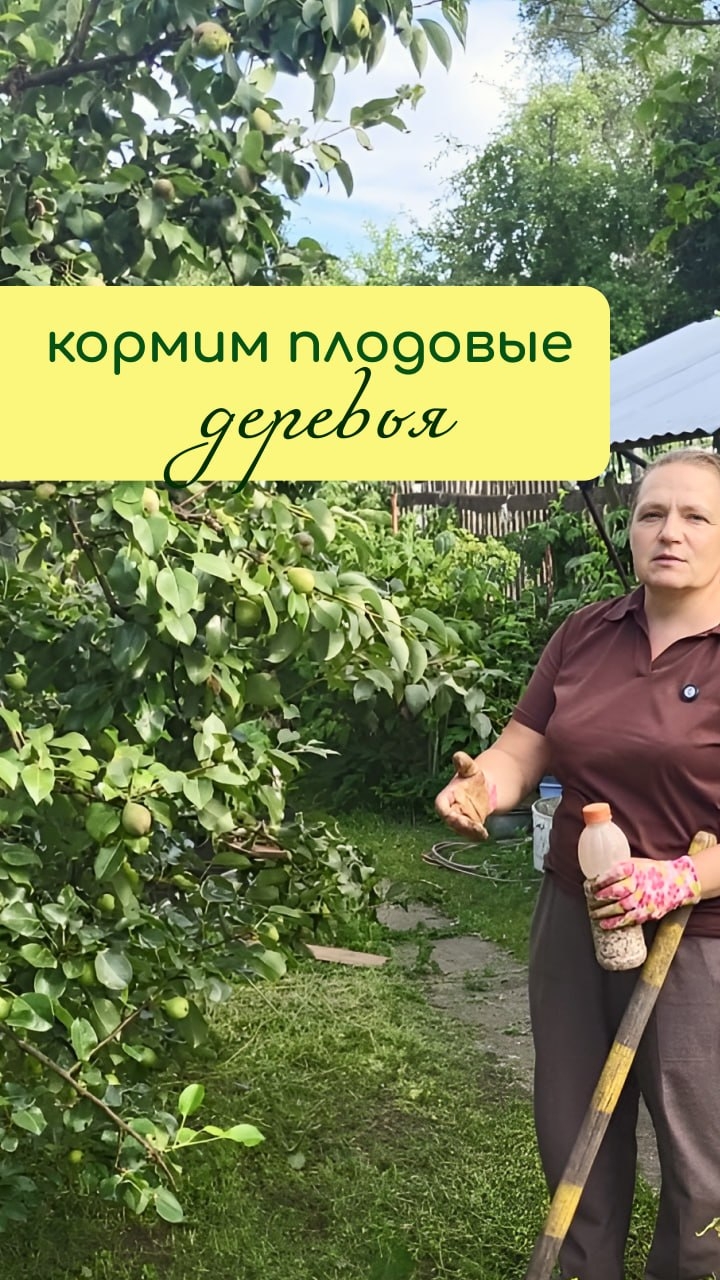 Кормим ПЛОДОВЫЕ деревья ПРАВИЛЬНО