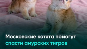 Московские котята помогут спасти амурских тигров