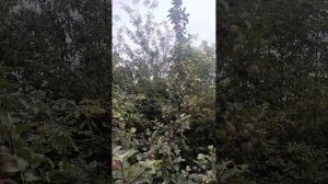 Мастер сада- Мастер курс