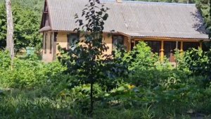 НАШЛИ ПЕРВЫЕ ГРИБЫ И СЕМЕЙНУЮ РЕЛИКВИЮ, СПАСАЕМ ТОМАТЫ И СТРОИМ КУРЯТНИК.