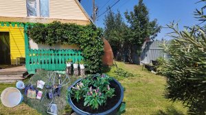 Стрижка девичьего винограда. Пересадка острого перца Огонек. Профилактика от фитофторы.