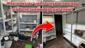 КАК ОТМЫТЬ ЦВЕТОЧНУЮ КОМНАТУ от БОЛЕЗНЕЙ и ВРЕДИТЕЛЕЙ? Расскажу про стеллажи и лампы.