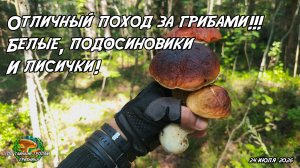 Отличный поход за грибами!!! Белые, подосиновики и лисички! 24.07.26