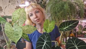 Пересадка и переукоренение алоказий
